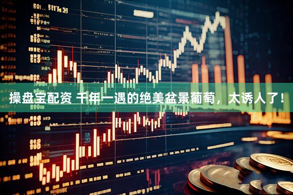操盘宝配资 千年一遇的绝美盆景葡萄，太诱人了！